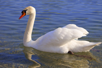 Elegant Swan on the blue lake