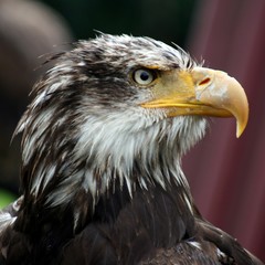 Adler