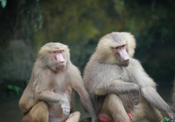 A snapshot monkeys