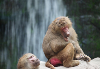 A snapshot monkeys on waterfall