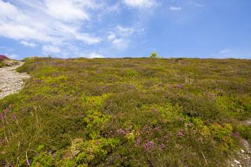 Obraz premium landscape with heather in brittany