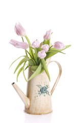 Spring tulip flowers in a watering can