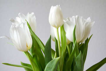weiße Tulpen mit grünem Stängel