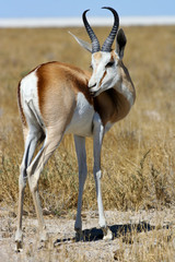 Thompson Gazelle im Etosha Nationalpark, Namibia