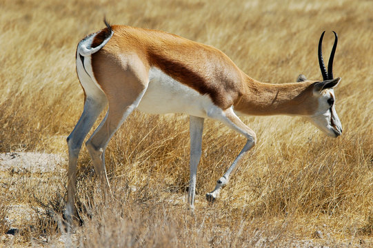 Fototapeta Thompson Gazelle im Etosha Nationalpark, Namibia