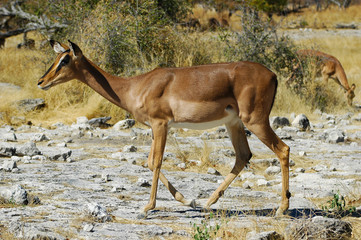 Impala im Etosha Nationalpark, Namibia