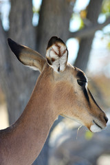 Impala im Etosha Nationalpark, Namibia