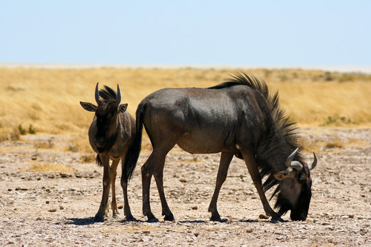 Fototapeta Gnus im Etosha Nationalpark, Namibia