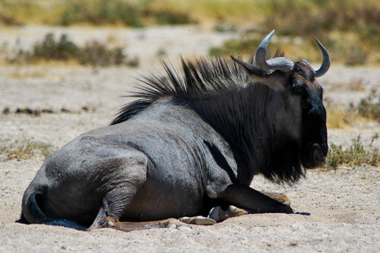 Fototapeta Gnu im Etosha Nationalpark, Namibia