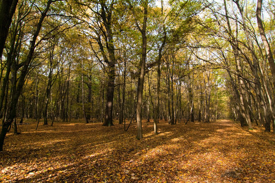 Herbstwald