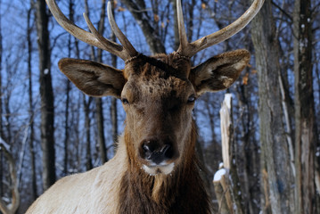 Elk