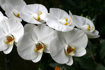 Fototapeta premium Orchids