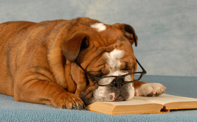 english bulldog sleeping with reading glasses and a novel