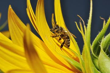 Bee on a flower of sunflower