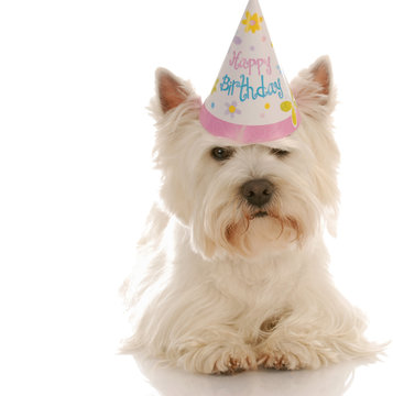 west highland white terrier wearing cute birthday hat