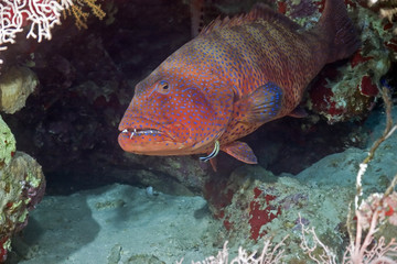 coralgrouper