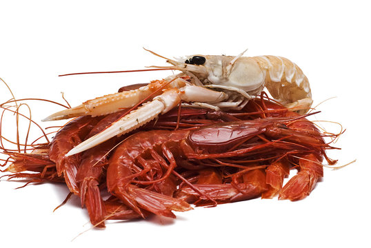 Carabineros y cigala.