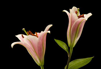 Fototapeta na wymiar lily