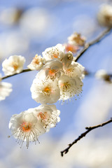 梅の花