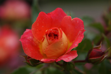 rot bis orangene Rosenblüte im Morgentau