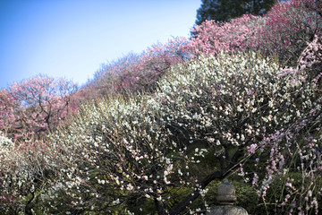 Obraz premium 梅の花