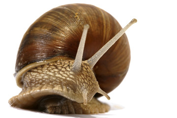 Edible snail on the white background
