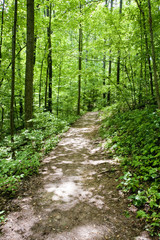 Path Through Spring Forest