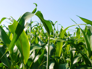 Maisfeld