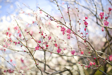 梅の花