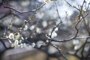 梅の花