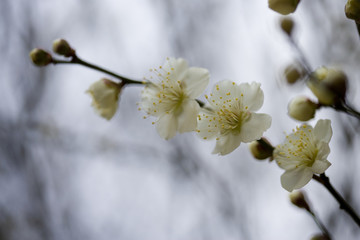 梅の花
