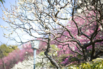 Fototapeta premium 梅の花