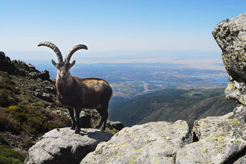Macho montés en gredos