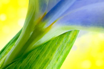 Crédence de cuisine en verre imprimé Iris Beautiful fresh iris flowers with waterdrops