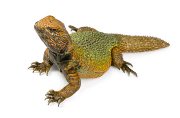 Uromastyx