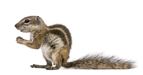 Obraz premium Barbary Ground Squirrel (Atlantoxerus getulus)