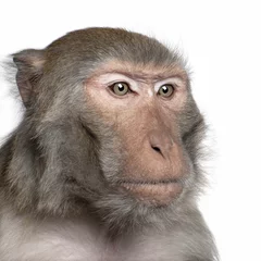 Crédence de cuisine en verre imprimé Singe Macaque rhésus - Macaca mulatta