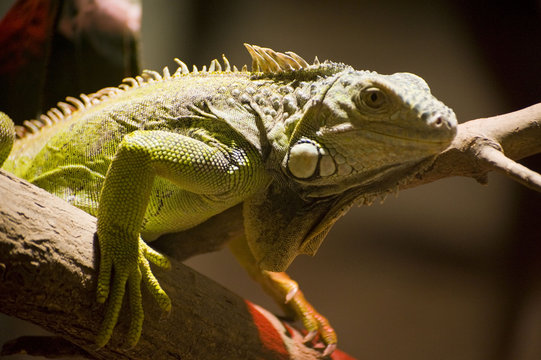 iguna  reptile   zoon  in a zoo