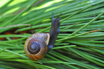 Snail