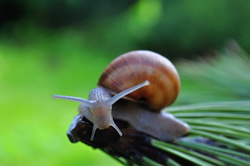Snail