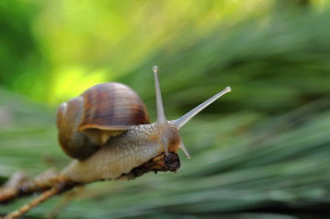 Snail