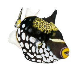 Clown triggerfish (fish) - Balistoides conspicillum