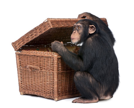 Young Chimpanzee looking into a chest