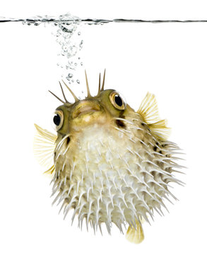 Long-spine porcupinefish (fish) swimming below the waterline