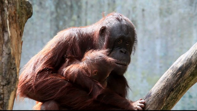 Orangutan mit baby