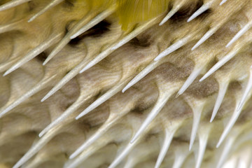 Close-up on a skin of a yellow Long-spine porcupinefish (fish) © Eric Isselée