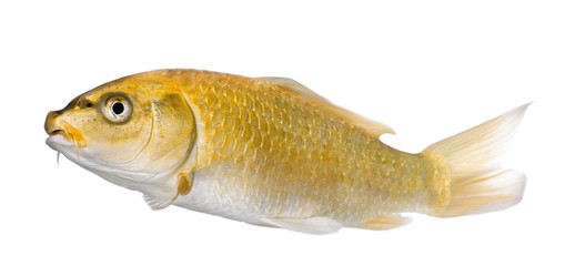 Yellow Koi ogon- Cyprinus carpio