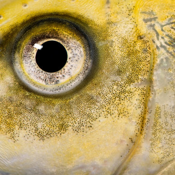 close-up on the eye of a yellow fish