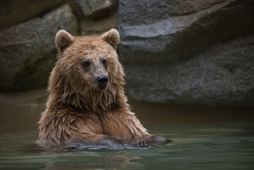 Brown bear in a swimming pool