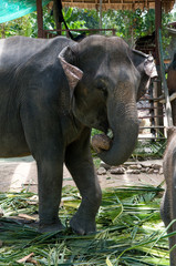 Fototapeta premium elephant